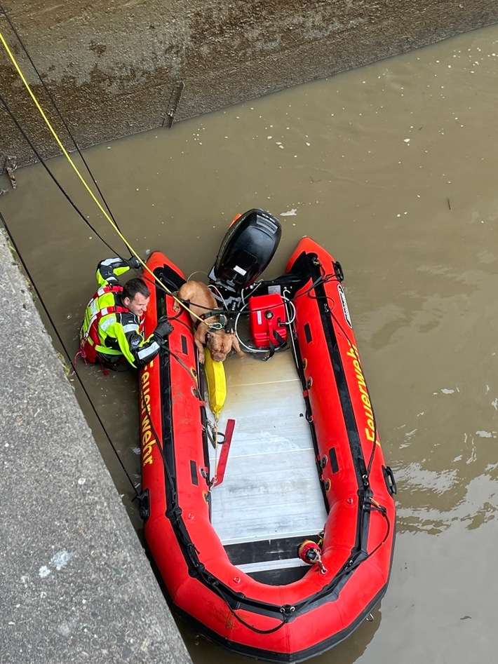 FW Bremerhaven: Feuerwehrtauchergruppe rettet Vierbeiner aus der Geeste