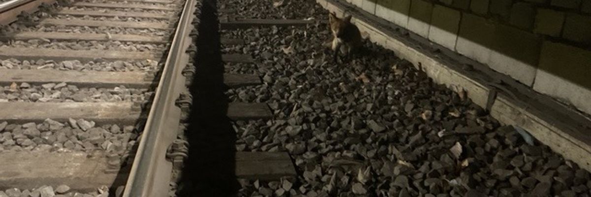 FW-DO: Fuchs verläuft sich in U-Bahn Haltestelle