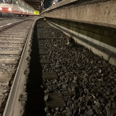 FW-DO: Fuchs verläuft sich in U-Bahn Haltestelle