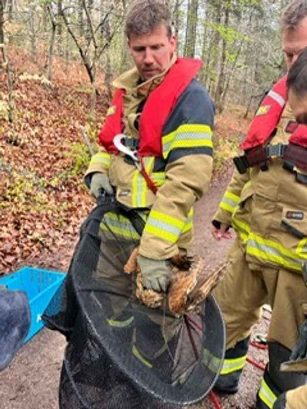 FW Stuttgart: Tierrettung durch die Wasserrettungseinheit - Strömungsretter der Feuerwehr im Einsatz - Kauz gerettet und dem Tiernotdienst übergeben