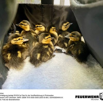 FW-M: Wochenendrückblick der Feuerwehr München für den 30. April bis 3. Mai 2026