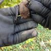 FW Überlingen: Tierischer Einsatz / Fledermaus verirrt sich in Notaufnahme des örtlichen Krankenhauses / Feuerwehr fängt unverletzte Fledermaus ein und setzt sie in nahegelegenem Wald wieder aus