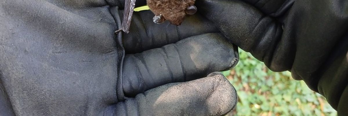 FW Überlingen: Tierischer Einsatz / Fledermaus verirrt sich in Notaufnahme des örtlichen Krankenhauses / Feuerwehr fängt unverletzte Fledermaus ein und setzt sie in nahegelegenem Wald wieder aus