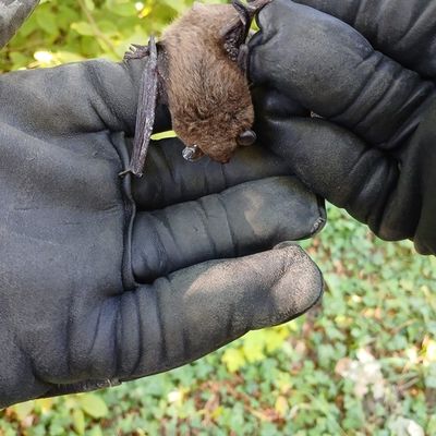 FW Überlingen: Tierischer Einsatz / Fledermaus verirrt sich in Notaufnahme des örtlichen Krankenhauses / Feuerwehr fängt unverletzte Fledermaus ein und setzt sie in nahegelegenem Wald wieder aus