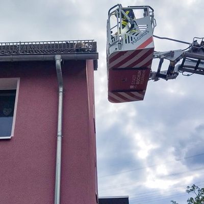 FW-BO: Feuerwehr rettet hilflosen Kater "Loki" vom Dach eines Mehrfamilienhauses