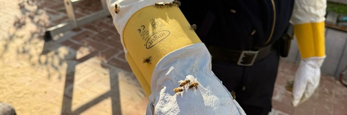 FW-DT: Bienenvolk auf Spielplatz umgesiedelt - Feuerwehr unterstützt Kommunalordnungsdienst