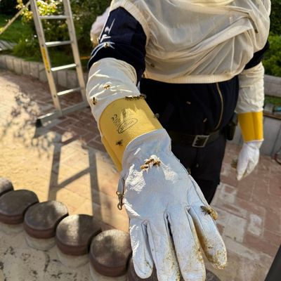 FW-DT: Bienenvolk auf Spielplatz umgesiedelt - Feuerwehr unterstützt Kommunalordnungsdienst