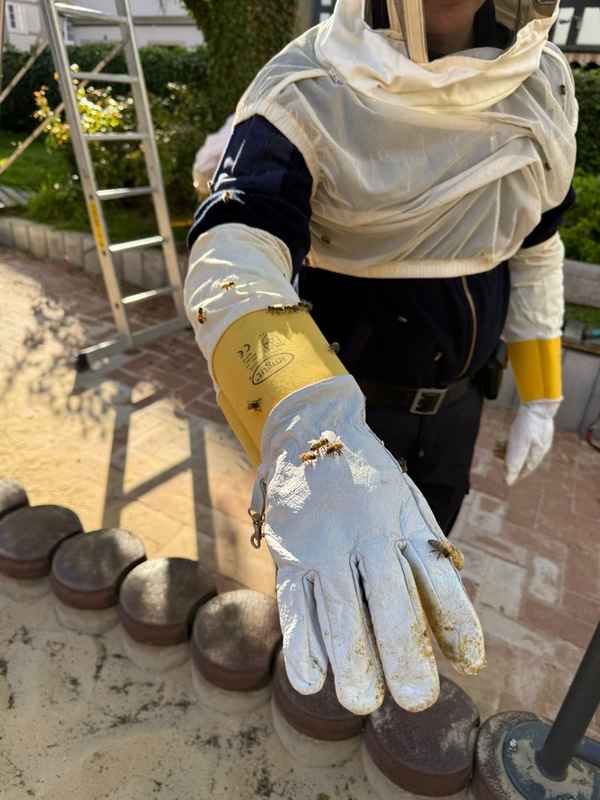 FW-DT: Bienenvolk auf Spielplatz umgesiedelt - Feuerwehr unterstützt Kommunalordnungsdienst