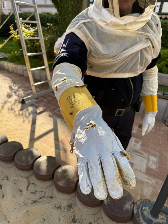 FW-DT: Bienenvolk auf Spielplatz umgesiedelt - Feuerwehr unterstützt Kommunalordnungsdienst