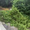 FW Weinheim: Feuerwehr Weinheim entfernt umgestürzten Baum von Weg