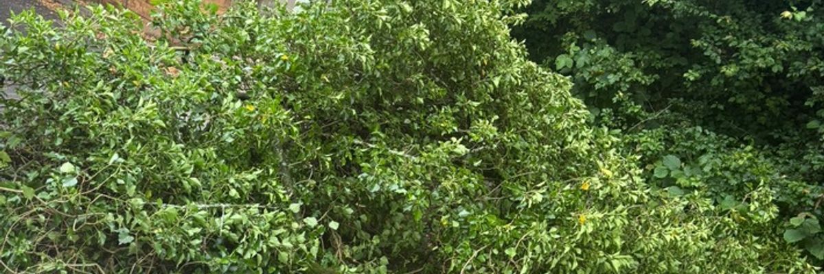 FW Weinheim: Feuerwehr Weinheim entfernt umgestürzten Baum von Weg