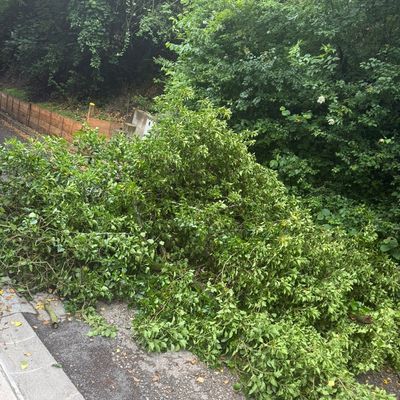 FW Weinheim: Feuerwehr Weinheim entfernt umgestürzten Baum von Weg