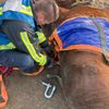 FW-BO: Pferderettung in Sevinghausen