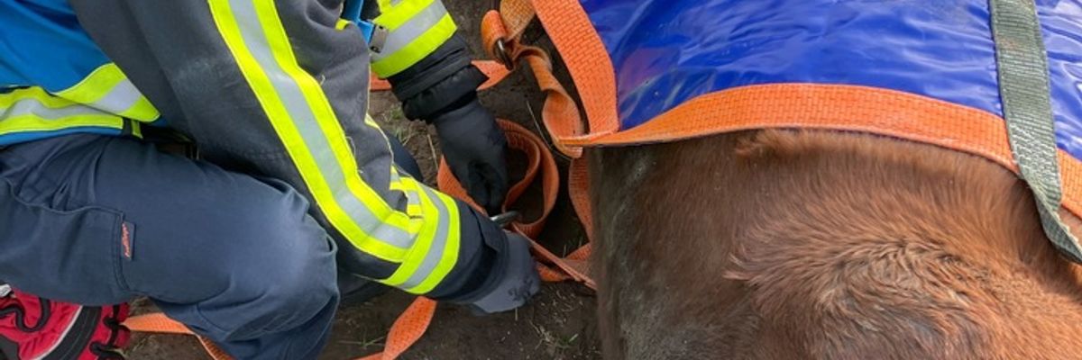FW-BO: Pferderettung in Sevinghausen