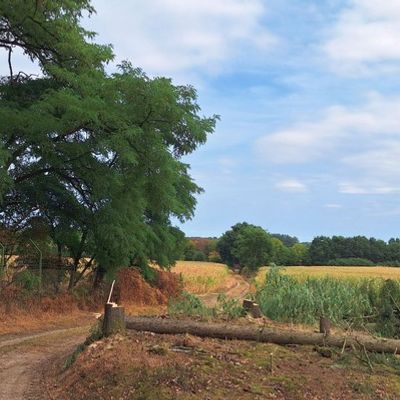 FW Sonsbeck: Aufräumarbeiten Waldbrand Labbeck