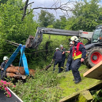 FW-Velbert: Pferd aus misslicher Lage befreit