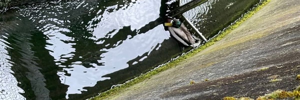 FW-EN: Ente in Notlage