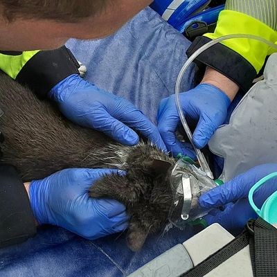 FW Hannover: Verletzte Katze nach Feuer auf einem Balkon