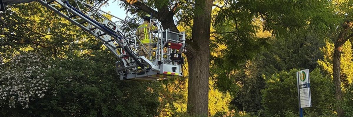 FW Weinheim: Drei Katzen, zwei Einsätze. Feuerwehr Weinheim an Pfingsten zu zwei Katzenrettungen alarmiert