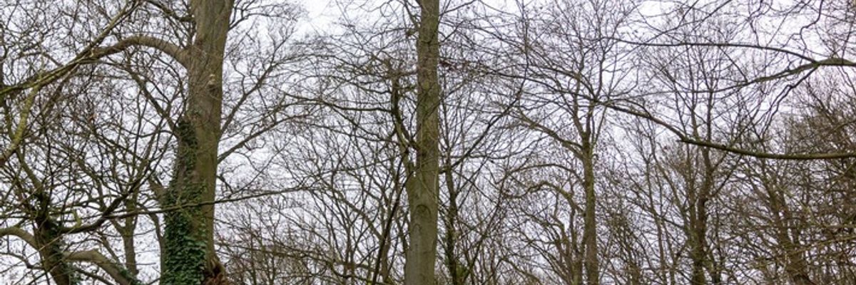 FW Porta Westfalica: 17.12.2025 - Barkhausen: Absturz Paragleiter / Person aus ca. 20m Höhe gerettet