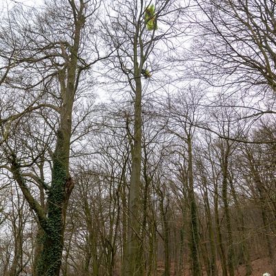FW Porta Westfalica: 17.12.2025 - Barkhausen: Absturz Paragleiter / Person aus ca. 20m Höhe gerettet