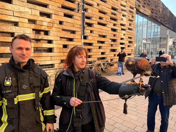 FW-W: Bussard mit Arbeitsunfall