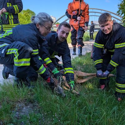 FW-DO: Feuerwehr rettet jungen Rehbock aus dem Kanal