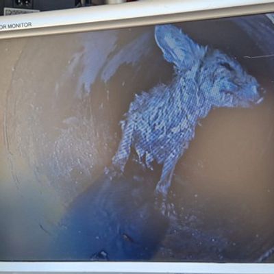 FW Dinslaken: Tag der Tierrettung und kleiner Vegetationsbrand