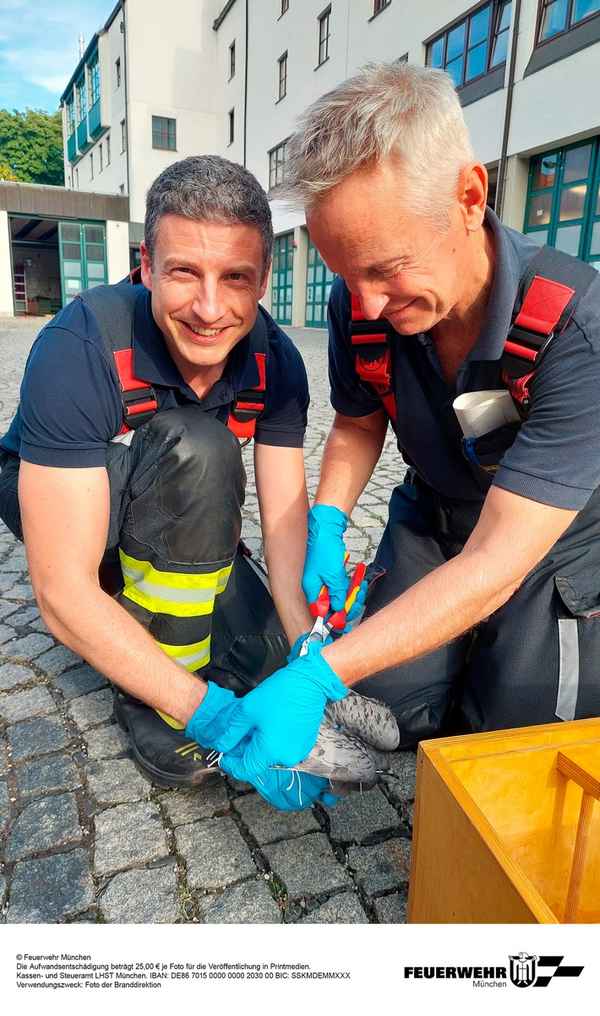FW-M: Taube aus auswegloser Zwangslage gerettet (Sendling-Westpark)