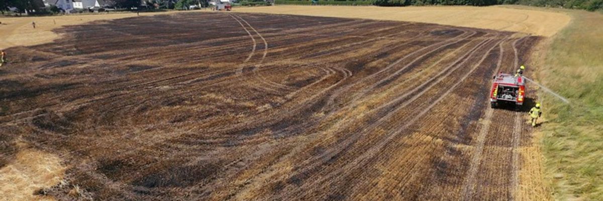 FW-DT: Vegetationsbrand - Übergreifen auf Wald verhindert
